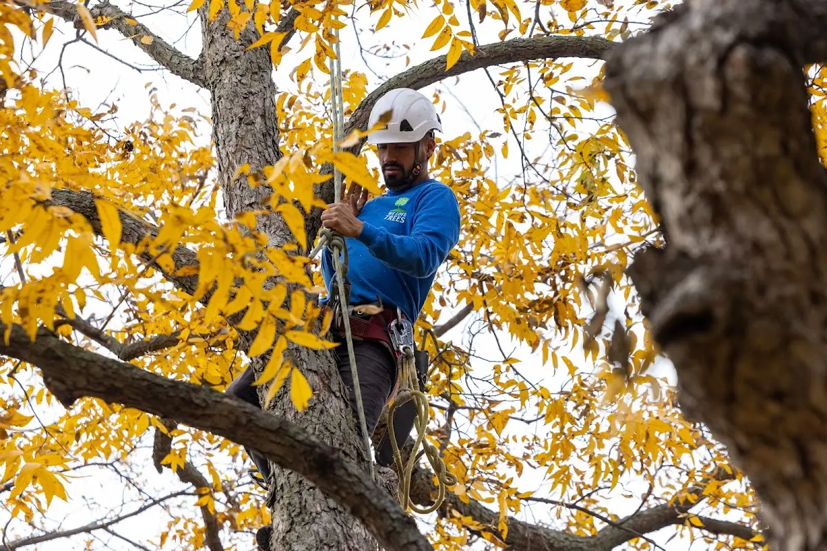 Skilled Tree Planing crew working in Progreso